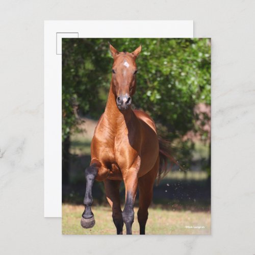 Bob Langrish  Bay Akhal Teke Standing Postcard