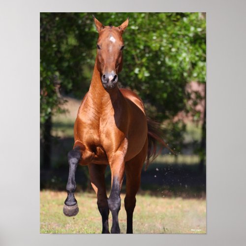 Bob Langrish  Bay Akhal Teke Standing Poster