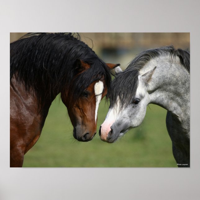 Bob Langrish | Bay and Grey Welsh Ponies Meeting Poster (Front)