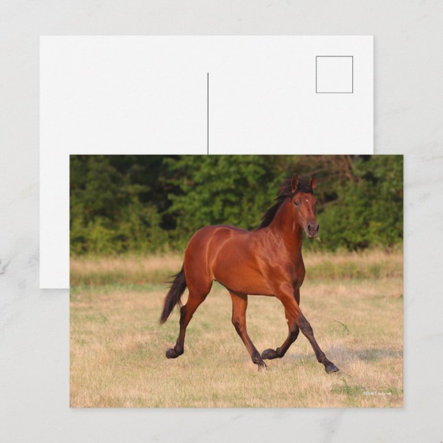 Bob Langrish | Bay Andalucian Colt In Field Postcard (Front/Back)
