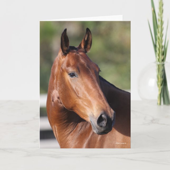 Bob Langrish | Bay Andalucian Headshot Card (Front)