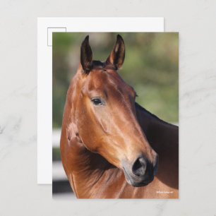 Bob Langrish   Bay Andalucian Headshot Postcard