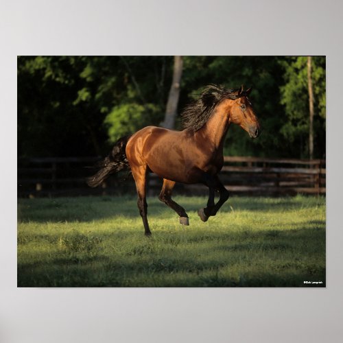 Bob Langrish  Bay Andalucian Horse Running Poster