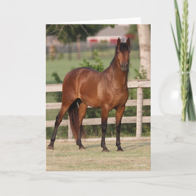 Bob Langrish | Bay Andalucian Standing Card (Front)