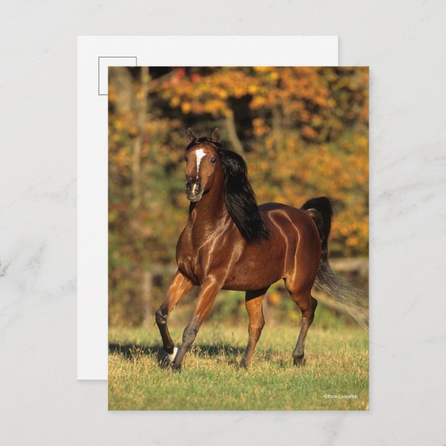 Bob Langrish | Bay Arab Autumnal Background Postcard (Front/Back)