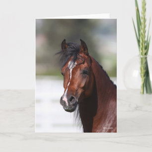 Bob Langrish Bay Arab Colt Headshot Card