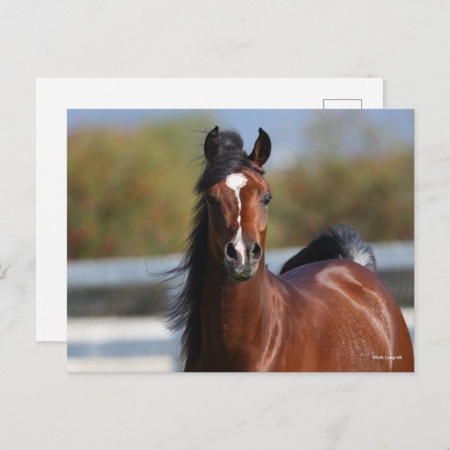 Bob Langrish | Bay Arab Colt Headshot Postcard (Front/Back)