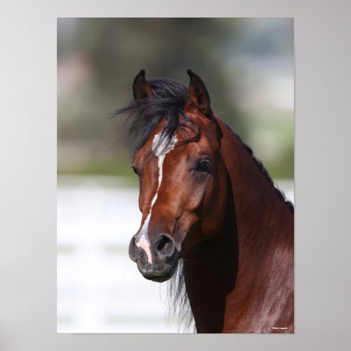 Bob Langrish  Bay Arab Colt Headshot Poster