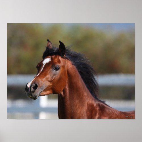 Bob Langrish  Bay Arab Colt Headshot Poster