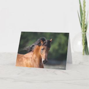 Bob Langrish   Bay Arab headshot Card