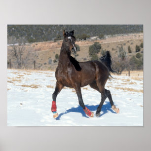 Bob Langrish Bay Arab Horse Running In Snow Poster
