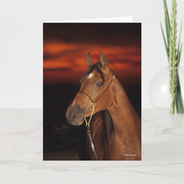 Bob Langrish | Bay Arab Stallion Headshot Sunset Card (Front)
