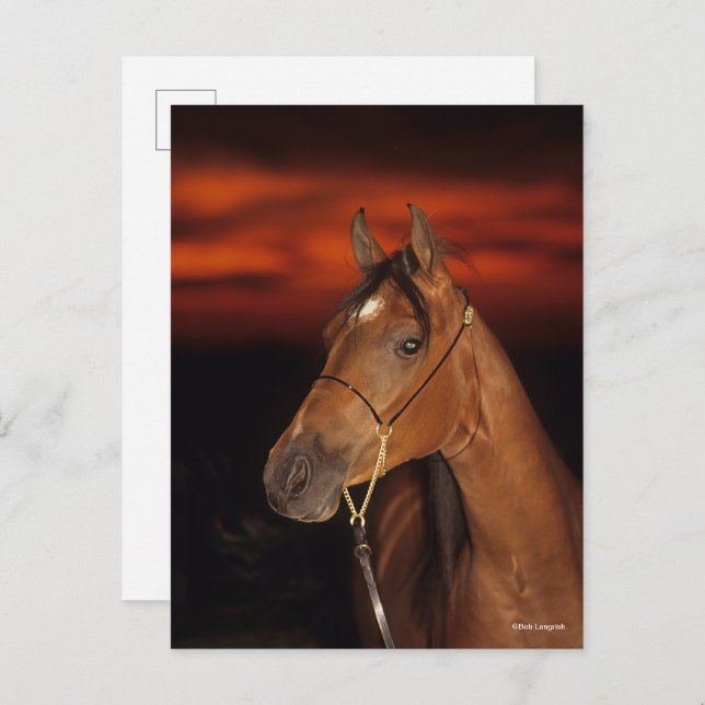 Bob Langrish | Bay Arab Stallion Headshot Sunset Postcard (Front/Back)