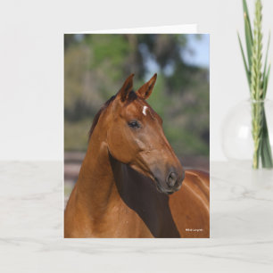 Bob Langrish   Bay Canadian Sport Horse Headshot Card