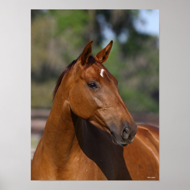 Bob Langrish | Bay Canadian Sport Horse Headshot Poster (Front)