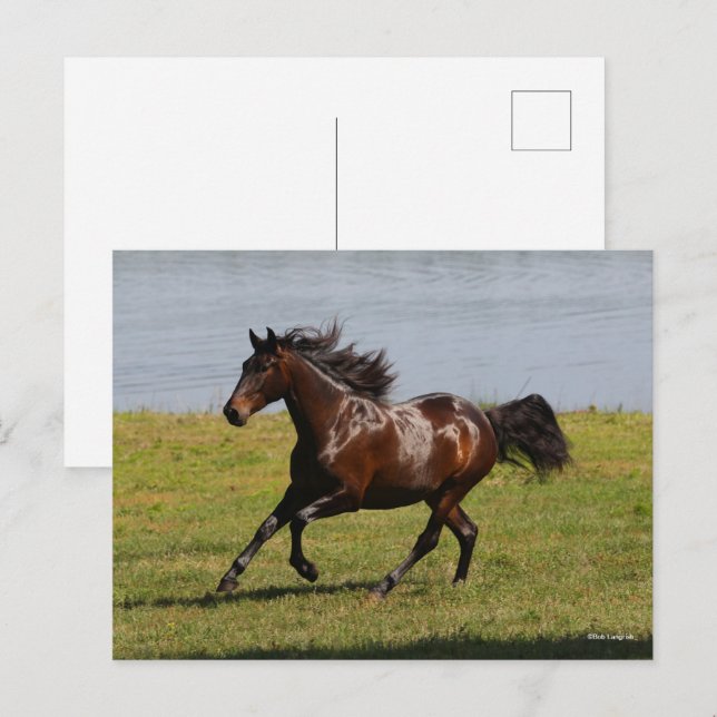 Bob Langrish | Bay Lusitano Mare Running Near Lake Postcard (Front/Back)