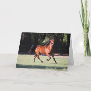 Bob Langrish Bay Tennessee Walker Running Card