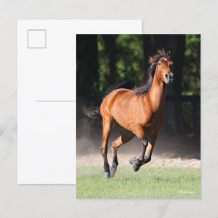 Bob Langrish Bay Tennessee Walker Running Postcard