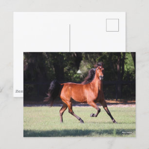 Bob Langrish Bay Tennessee Walker Running Postcard