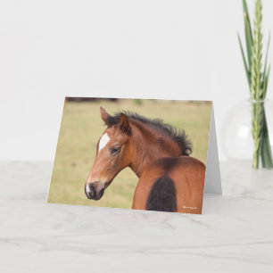 Bob Langrish   Bay Warmblood Foal Headshot Card