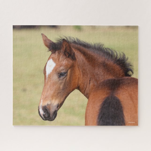 Bob Langrish | Bay Warmblood Foal Headshot Jigsaw Puzzle (Horizontal)