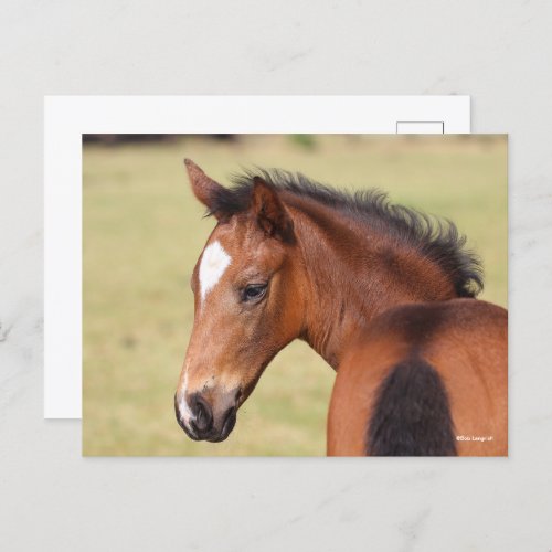 Bob Langrish  Bay Warmblood Foal Headshot Postcard