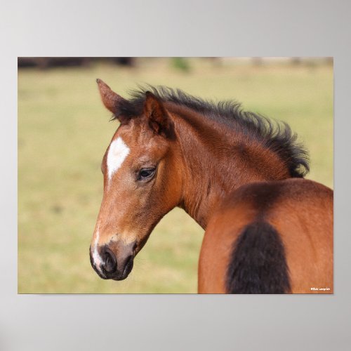 Bob Langrish  Bay Warmblood Foal Headshot Poster