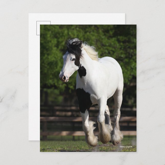 Bob Langrish Black and White Gypsy Vanner Running Postcard (Front/Back)