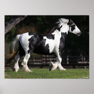 Bob Langrish Black and White Gypsy Vanner Walking Poster