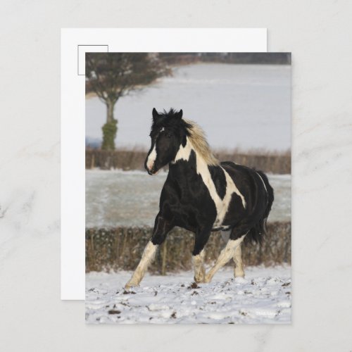 Bob Langrish Black and White Welsh Cob In The Snow Postcard