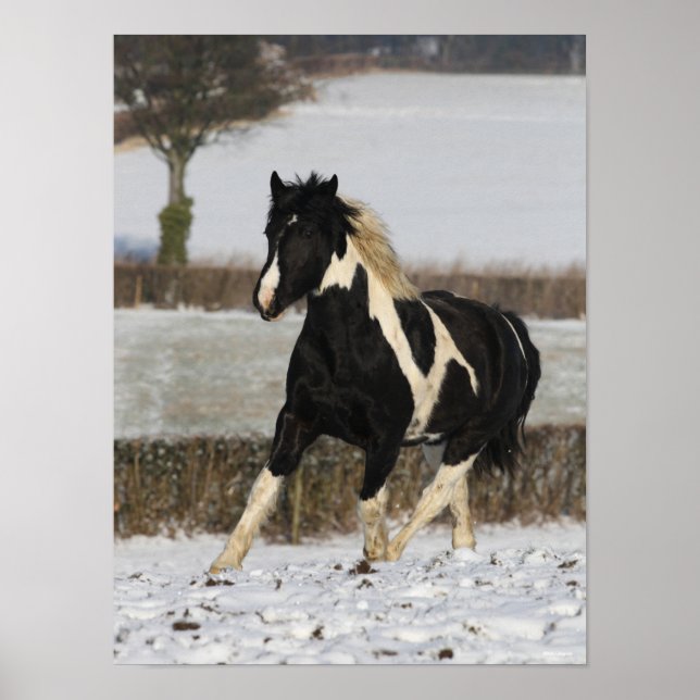 Bob Langrish Black and White Welsh Cob In The Snow Poster (Front)