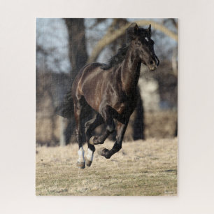 Bob Langrish Black Andalucian Horse Running Jigsaw Puzzle