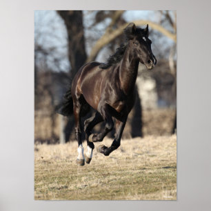 Bob Langrish Black Andalucian Horse Running Poster