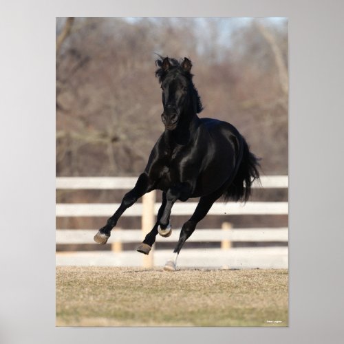 Bob Langrish  Black Andalucian Horse Running Poster