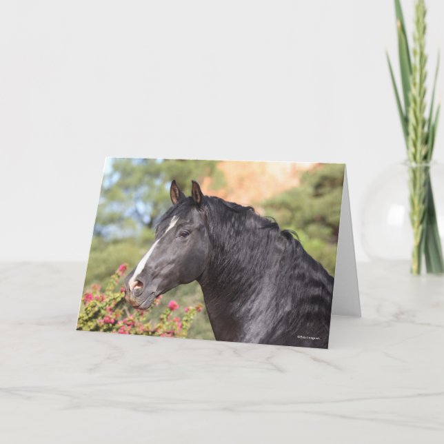 Bob Langrish | Black Andalucian Stallion headshot Card (Front)