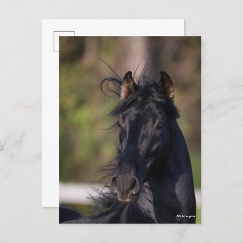 Bob Langrish  Black Andalucian Stallion Headshot Postcard