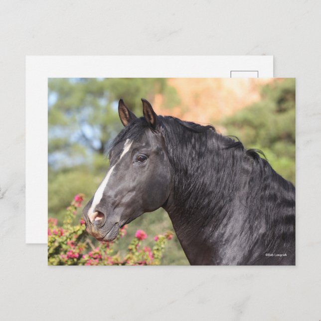 Bob Langrish | Black Andalucian Stallion headshot Postcard (Front/Back)