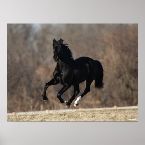 Bob Langrish  Black Andalucian Stallion Running Poster