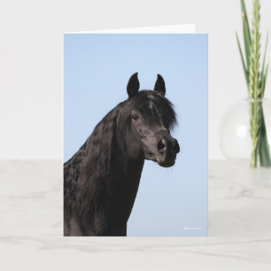 Bob Langrish   Black Arab Stallion headshot Card