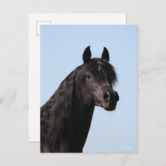 Bob Langrish | Black Arab Stallion headshot Postcard (Front/Back)