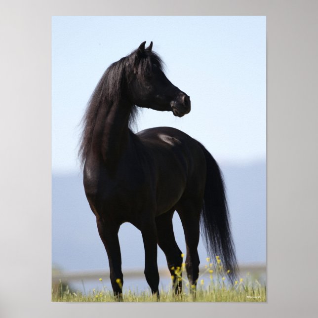 Bob Langrish | Black Arab Stallion Standing Poster (Front)