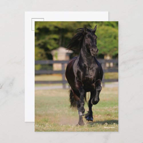 Bob Langrish  Black Friesian Horse Running Postcard