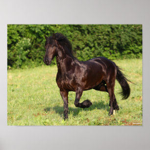 Bob Langrish Black Friesian Horse Running Poster
