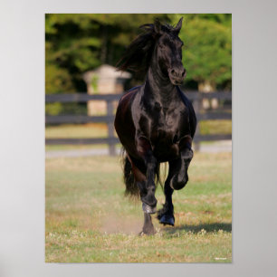 Bob Langrish Black Friesian Horse Running Poster