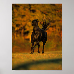 Bob Langrish Black Friesian Running In Autumn Poster