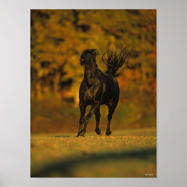 Bob Langrish | Black Friesian Running In Autumn Poster (Front)