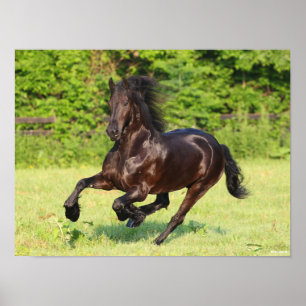 Bob Langrish Black Friesian Running Poster