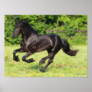 Bob Langrish Black Friesian Running Poster