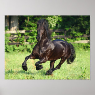 Bob Langrish Black Friesian Running Poster