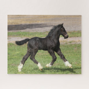 Bob Langrish   Black Gypsy Vanner Foal Running Jigsaw Puzzle